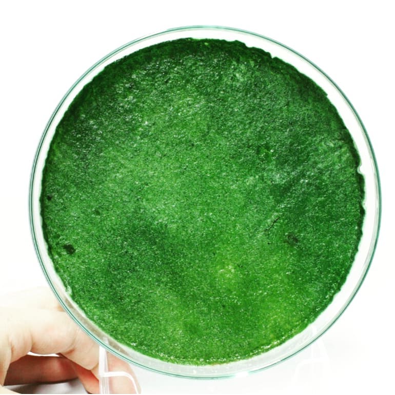 Solag Biotechnologie Alwe