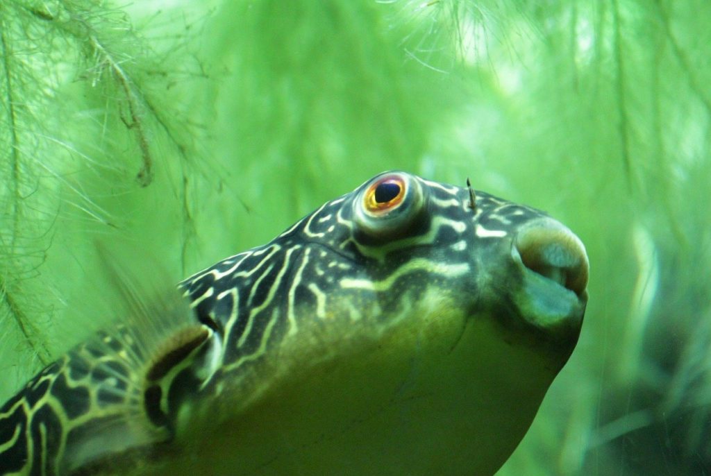 Algen im Aquarium